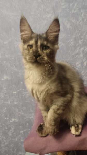 Продажа породистых котята породы Мейн-кун в Москве фото 16