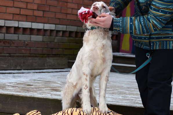 Английский сеттер щенки из элитного питомника в Москве фото 197