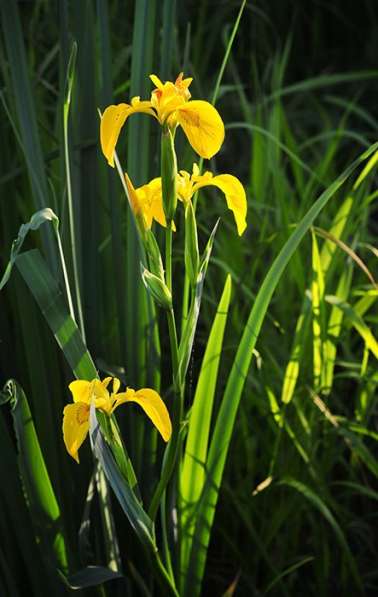 Кувшинки и другие водные растения в Севастополе фото 14