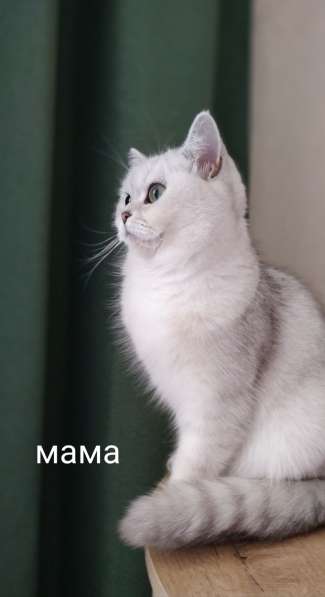 Чистокровные британские котята драгоценного окраса в Ярославле фото 4