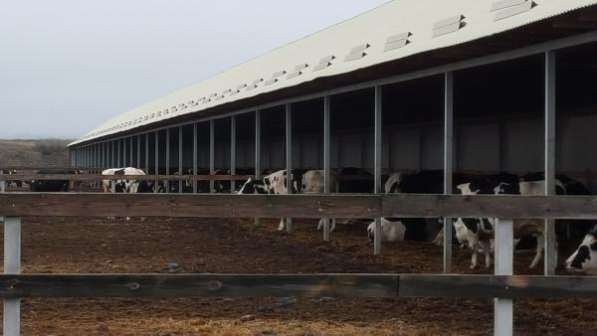 Молочно-животноводческая ферма на 2000 коров с молодняком на базе фермерского хозяйства в Пятигорске фото 11