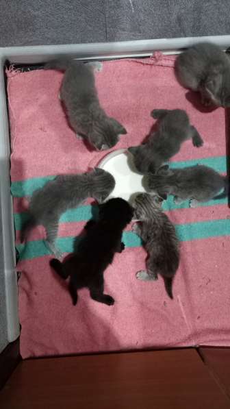 Котята Британцы в Челябинске фото 10