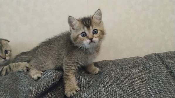 Шотландские котята в Москве фото 21