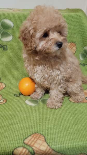 Poodle. Apricot girl в 