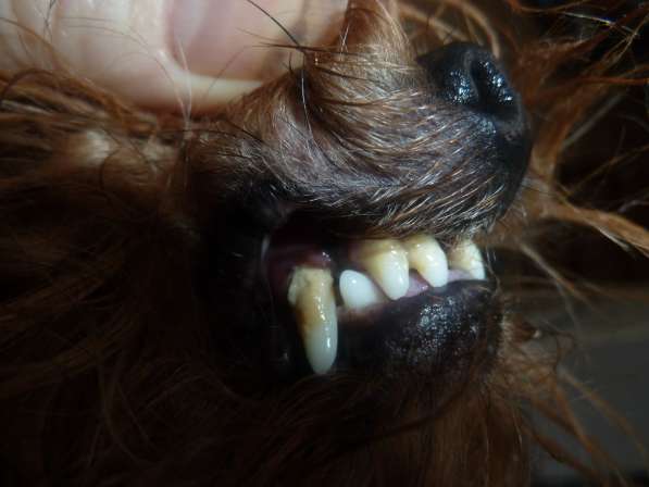 Ультрозвуковая чистка зубов собакам в Балаково