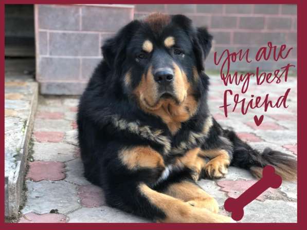 Тибетский мастиф - щенки в Санкт-Петербурге фото 10