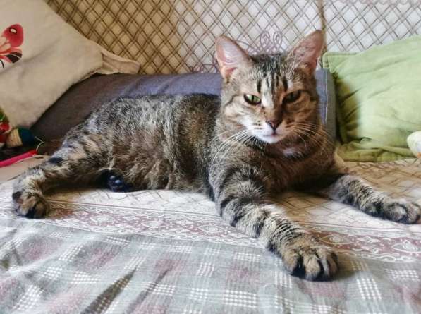 Алиса &mdash; беззащитное существо ищет дом в Москве фото 15