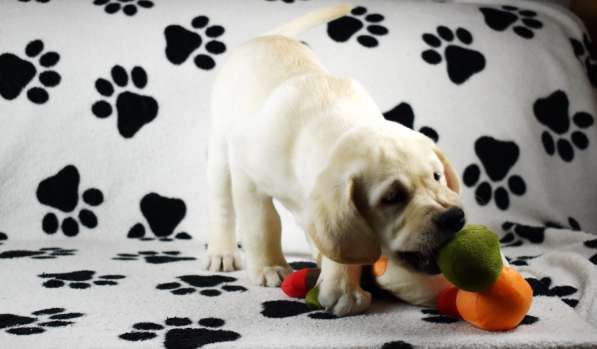 ПАТТИ ОСЕННЯЯ СКАЗКА в Москве фото 7