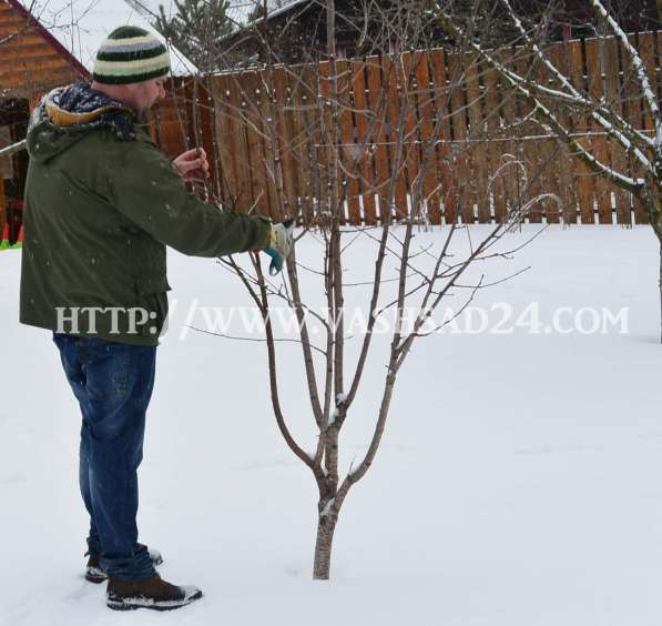 Обрезка плодовых деревьев и кустарников весной