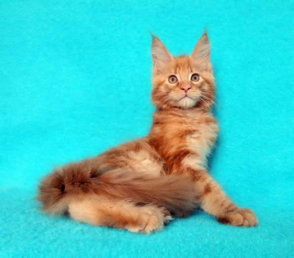 Апельсинки к Новому Году в Рязани фото 22