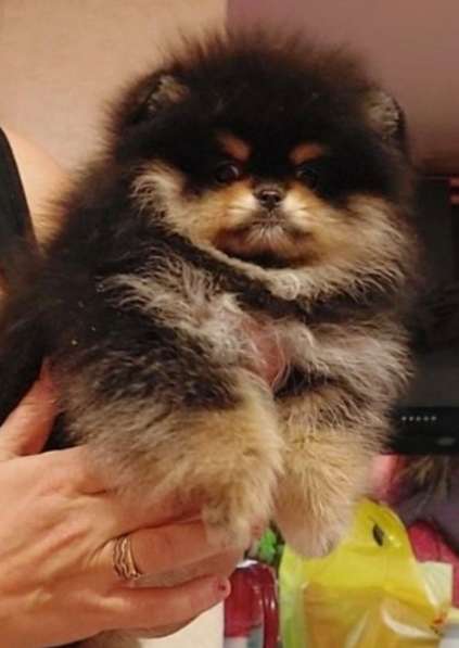 Pomeranian spitz. Black tan. Girl в 