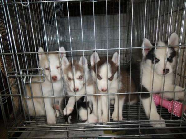 Щенки в Москве фото 3
