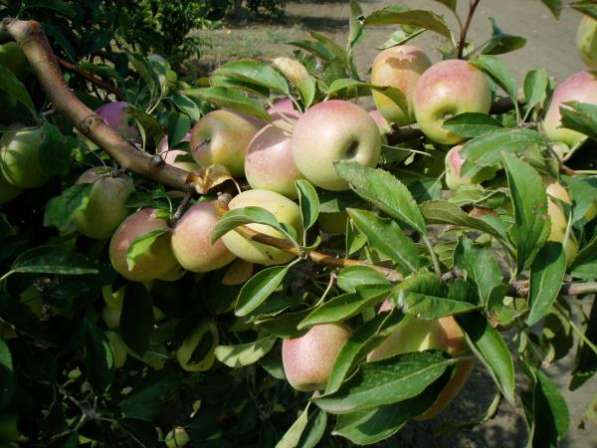 Плодоносящий яблоневый сад в Крыму в Феодосии фото 3