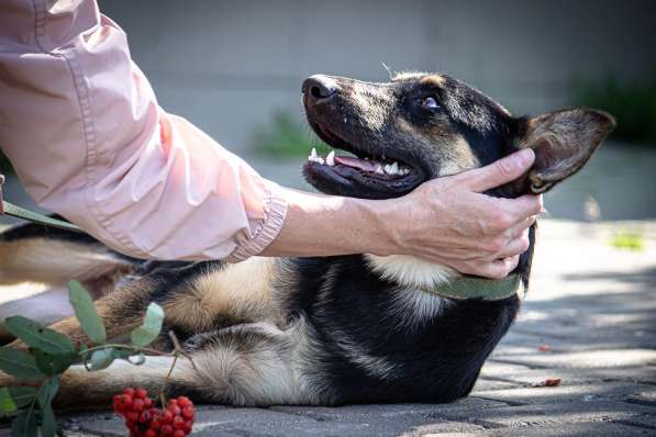 Молоденькая некрупная собачка Зайка ищет семью! в Москве фото 5