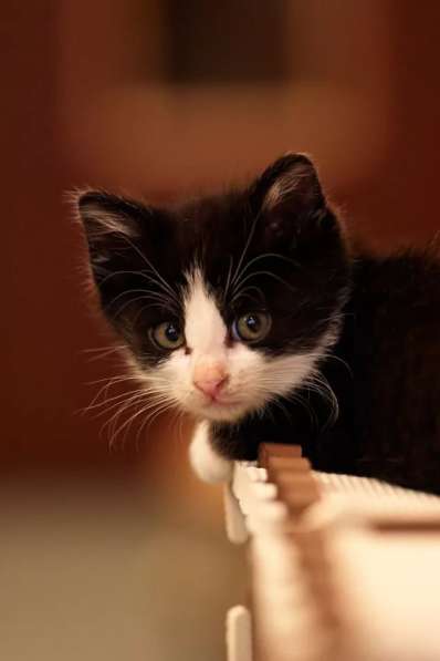 Котята в Ульяновске фото 7