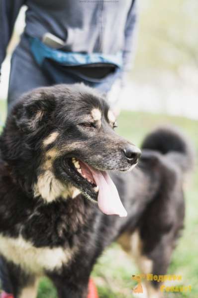 АССОЛЬ. Невероятно красивая собака! в Москве