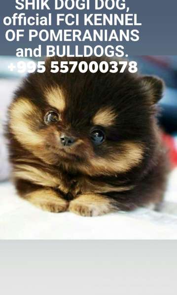 Официальный питомник FCI в фото 8