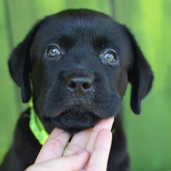 Щенки лабрадора- ретривера в фото 18