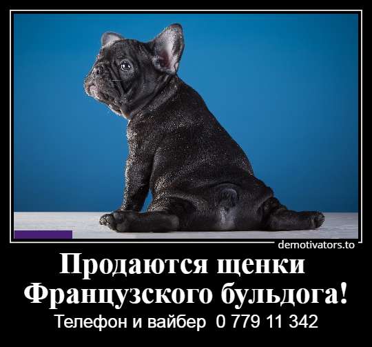 Очаровательные щеночки французского бульдога в фото 25