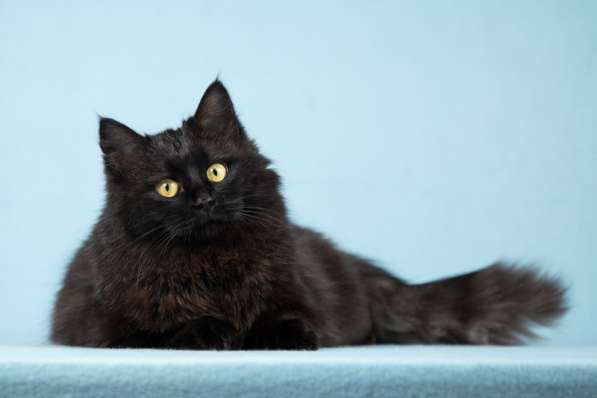 Тучка - пушистая молоденькая черная кошка в Москве фото 4
