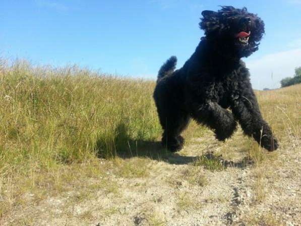 Продаються щенки бувье де фландр в Санкт-Петербурге