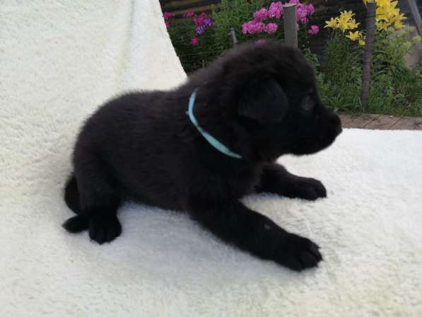Щенок Вео черный в Москве фото 22