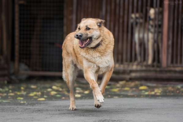 Кохинор ищет семью в Москве фото 33