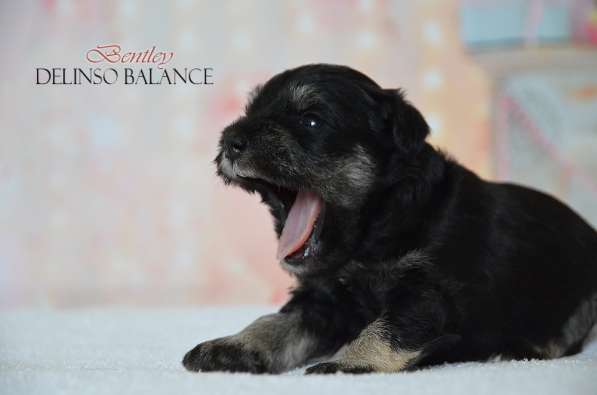 Шикарные щенки цвергшнауцера окраса черный с серебром в фото 25