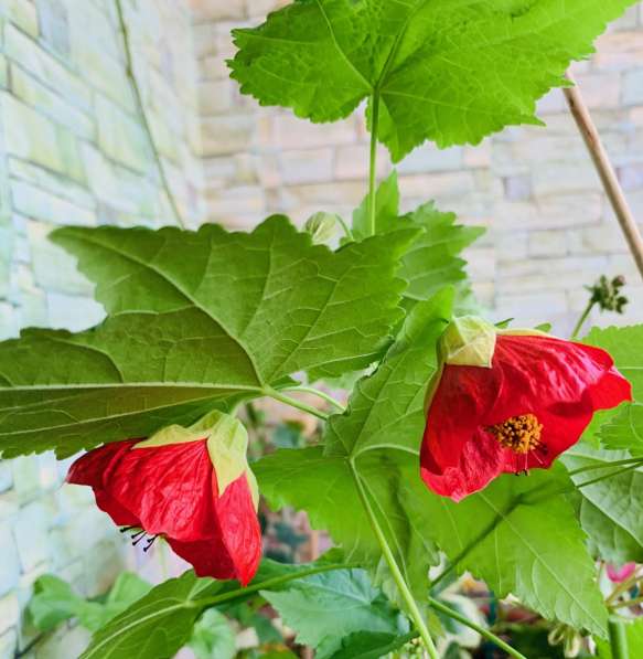 Abutilon Feuerwerk Абутилон в Челябинске фото 3