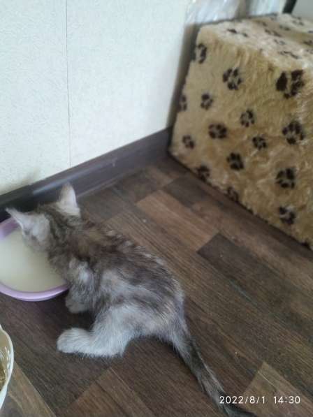 Котята в добрые руки в Кольчугине фото 13