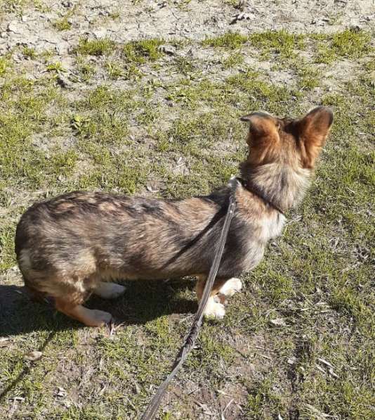 Маленькая собачка на коротких лапках в Санкт-Петербурге фото 10