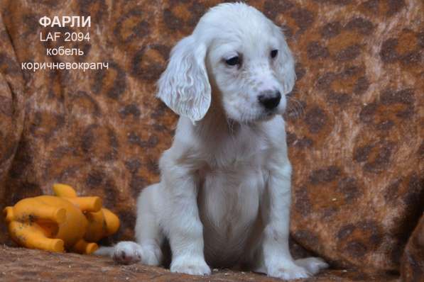 Английский сеттер щенки из элитного питомника в Москве фото 79