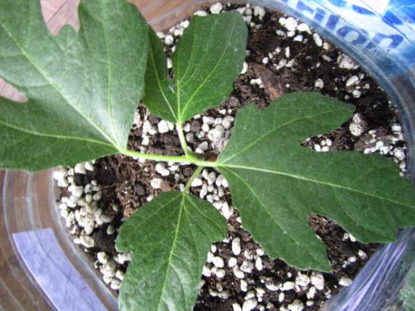 Инжир для дома и дачи в Москве фото 18