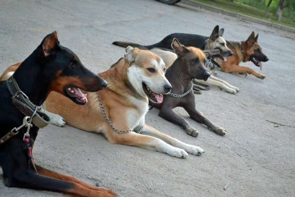 Дрессировка собак в Санкт-Петербурге фото 5