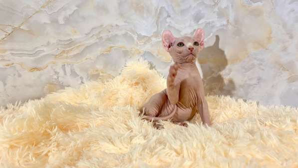 Dwelf female в фото 3