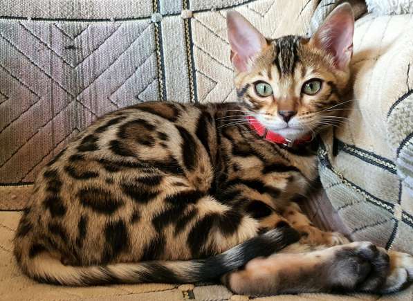Бенгальские котята, шикарная кошечка, документы WCF, питомн в фото 21