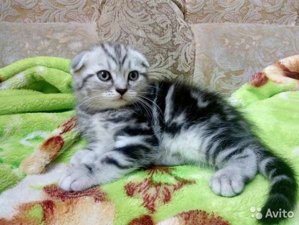 Кот на вязку -1500 котята от 2000 в Шуе фото 12