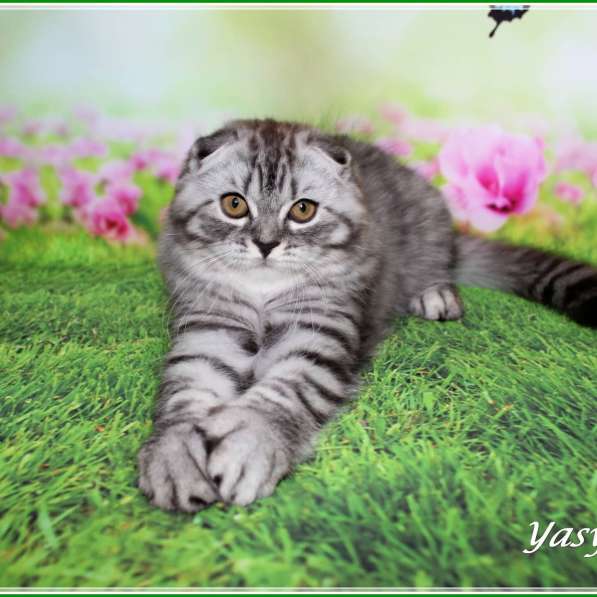 Девочка хайленд страйт в Санкт-Петербурге фото 8