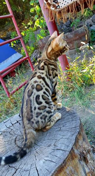 Бенгальские котята, шикарная кошечка, документы WCF, питомн в фото 16