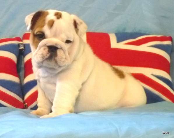 Продаю щенков английского бульдога в Москве фото 7