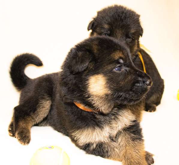 Щенки немецкой овчарки в Вологде фото 3