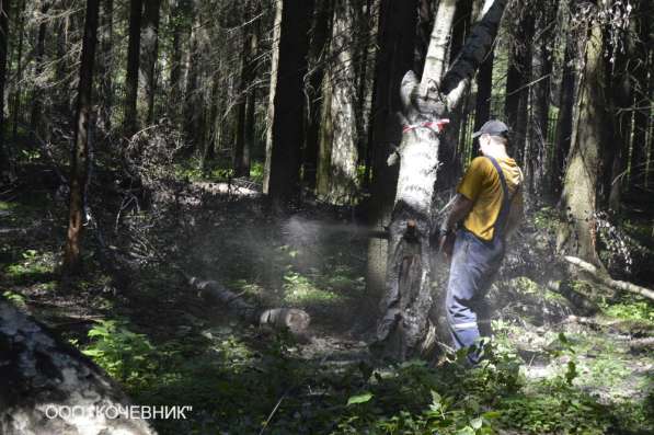 удаление опасных аварийных деревьев - кронирование - санитар в Москве фото 14