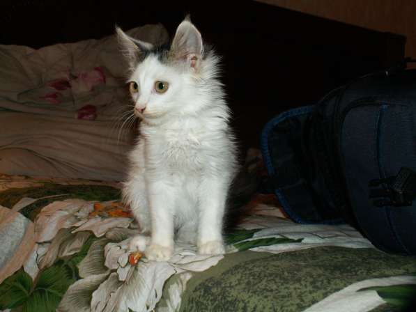 Котик, 2 месяца в Воронеже
