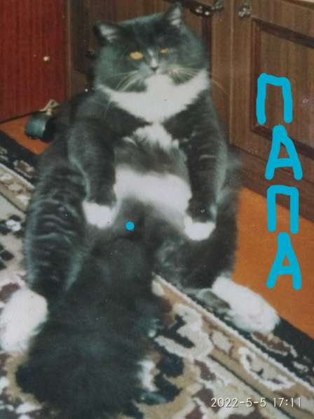 Сибирские котята в Тольятти фото 8