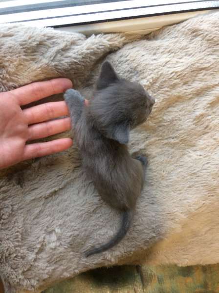 Котёнок в Егорьевске фото 10