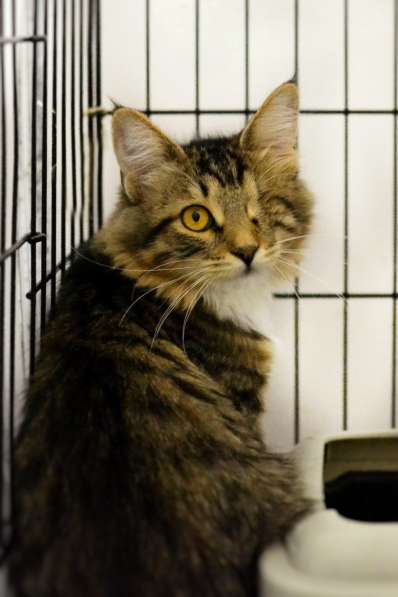 Милая Эльфия ищет дом в Москве фото 3