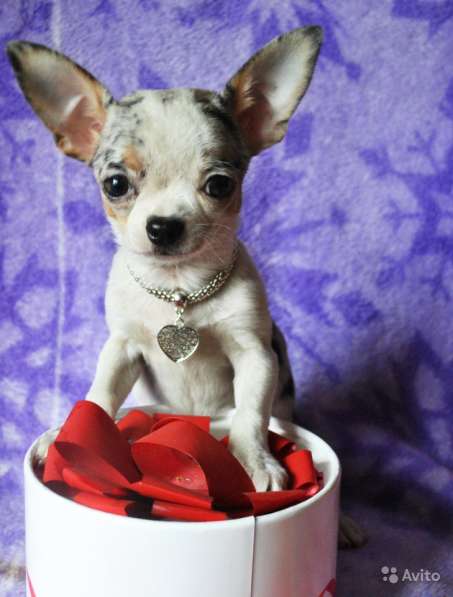 Мини девочка чихуа в Москве фото 3