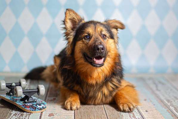 Пушистый большой добряк Большой в добрые руки в Москве фото 6