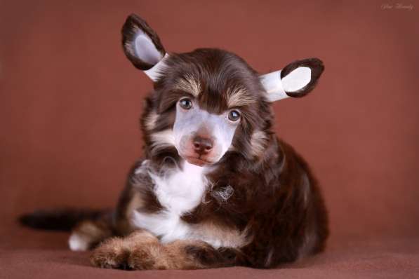 Пуховая девочка Китайской хохлатой собаки в Москве фото 6