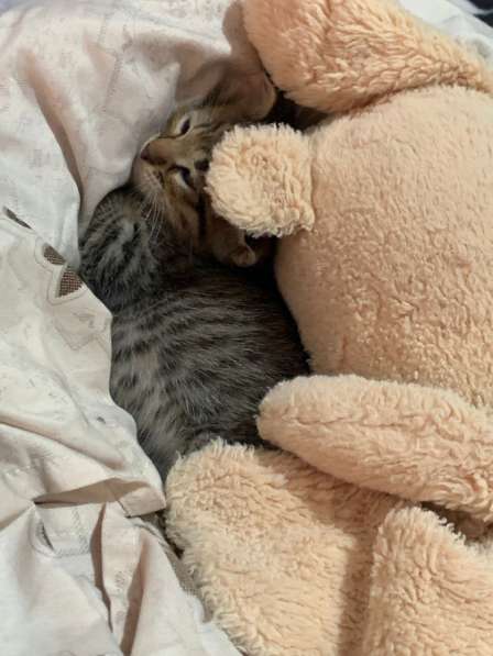 Котенок мальчик!! в Грозном